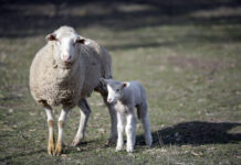 eID workshop coming to Coonalpyn