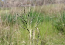 Fighting African lovegrass