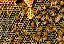 Apply for free apiary workshop