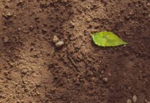 Soil project gets boost