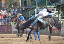 Rodeo returns to ‘Bridge