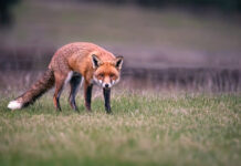 Coordinated fox baiting