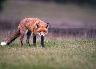 Coordinated fox baiting