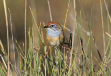 Zoo biosecurity funding