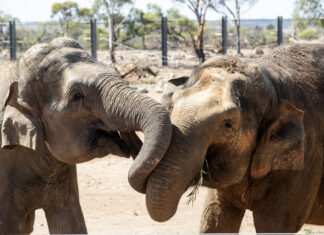 Herd integration step